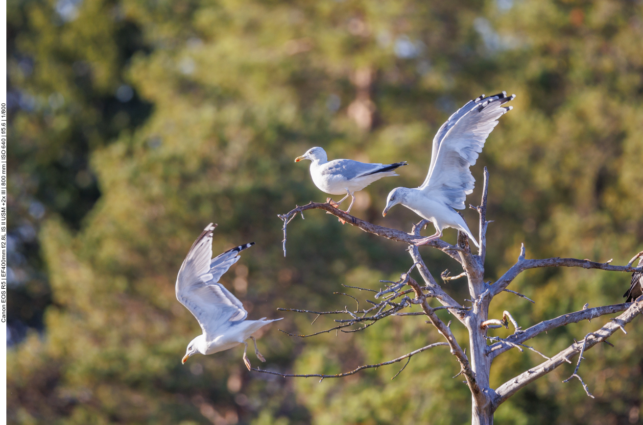 Möwen fliegen heran ...