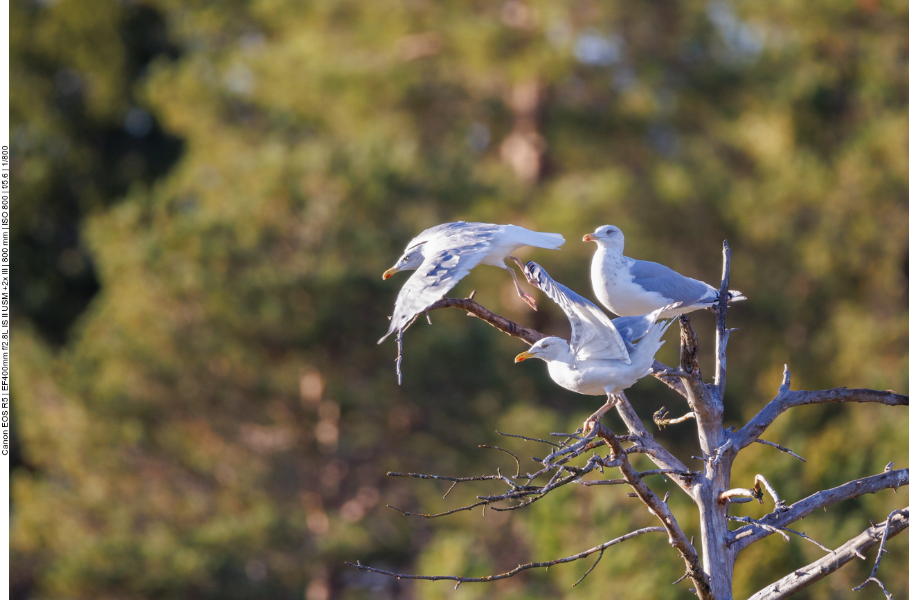 ... und verlassen bald wieder die sumpfige Fläche
