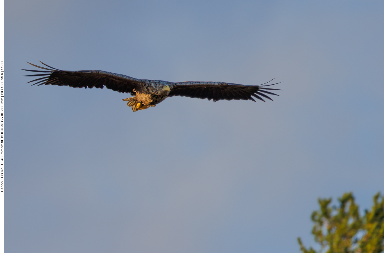 Später fliegen immer mehr Fischadler herbei