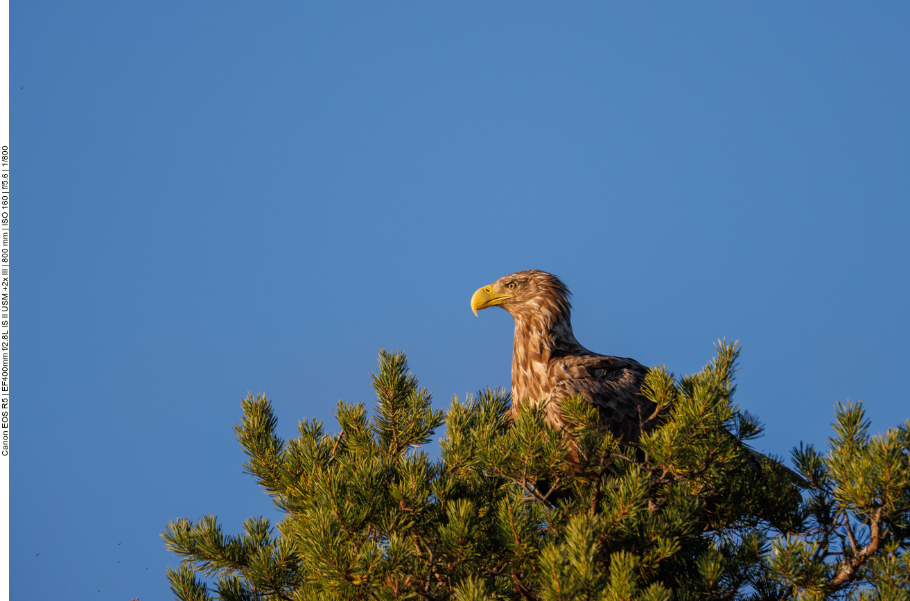 Weißschwanzseeadler [Haliaeetus albicilla]