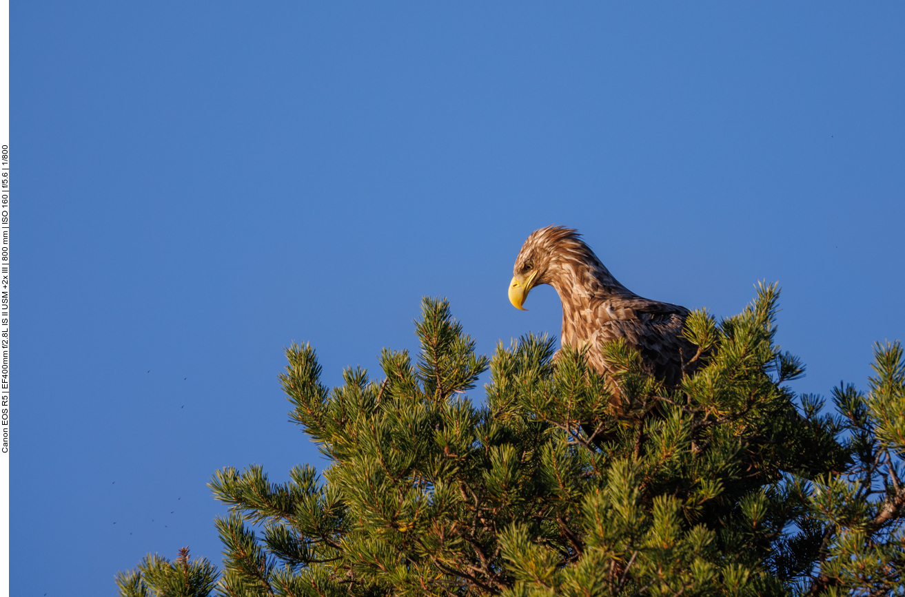 Die letzten Sonnenstrahlen erreichen gerade noch die Baumwipfel