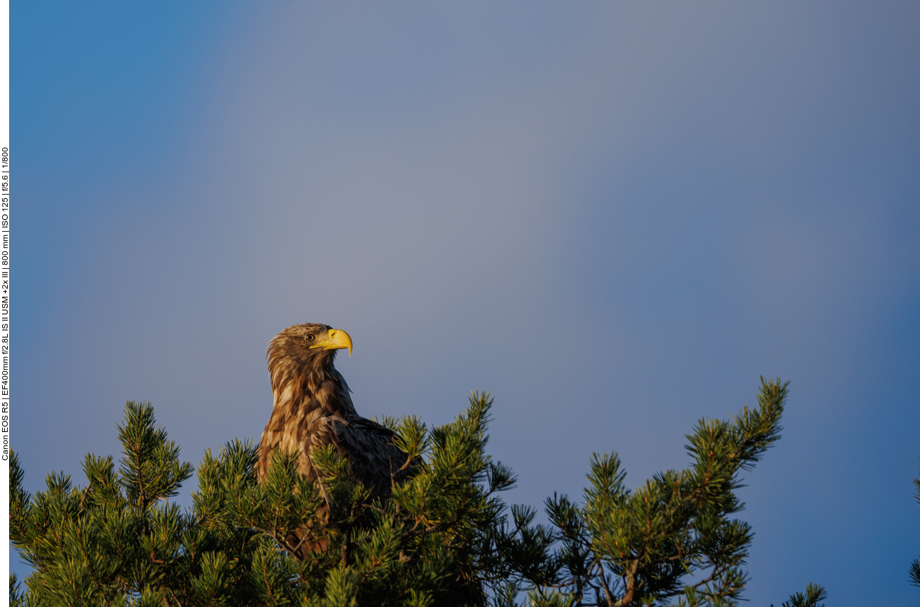 Weißschwanzseeadler [Haliaeetus albicilla]