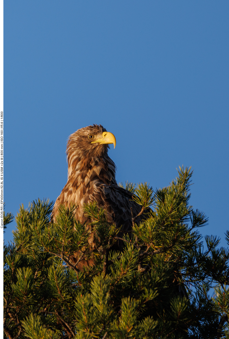 Weißschwanzseeadler [Haliaeetus albicilla]