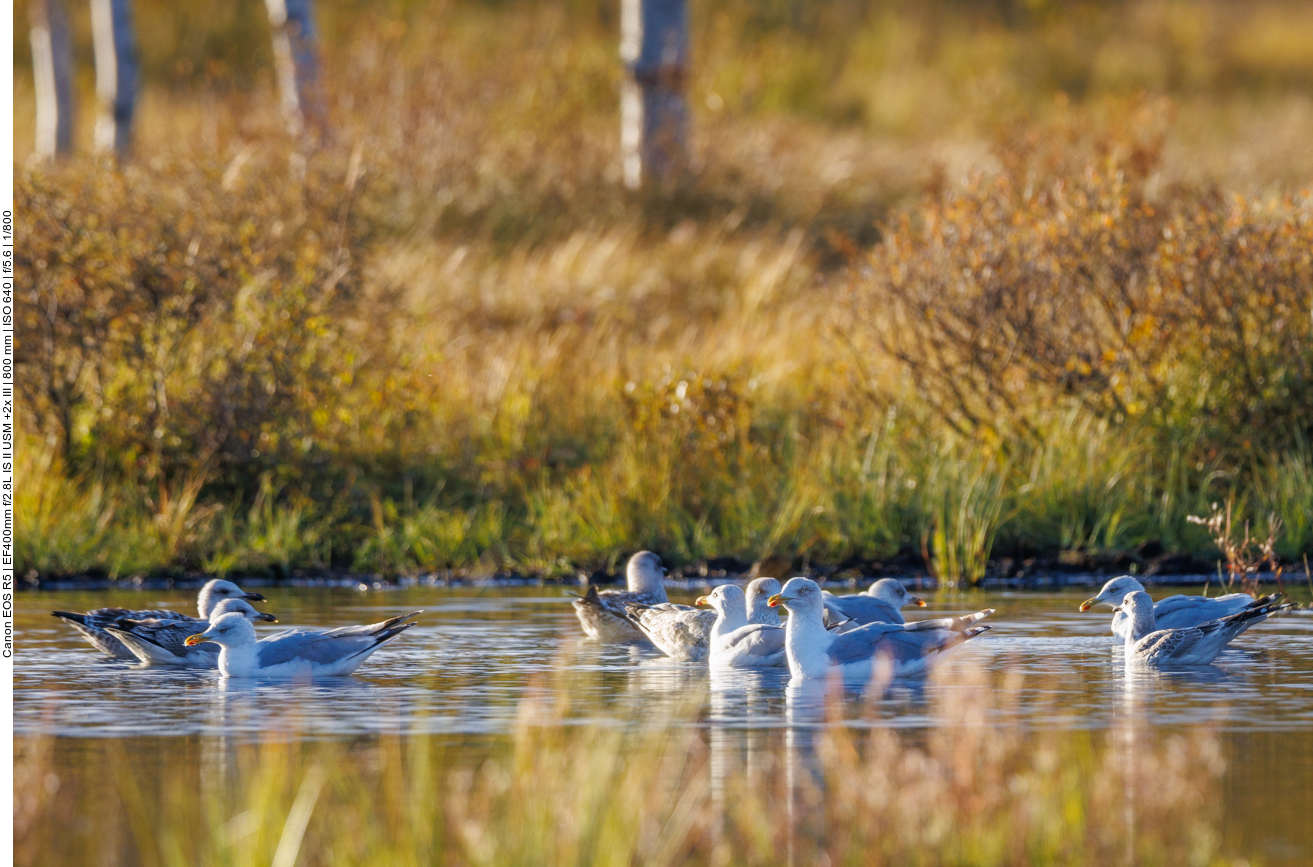 Einige Möwen haben sich auch wieder eingefunden