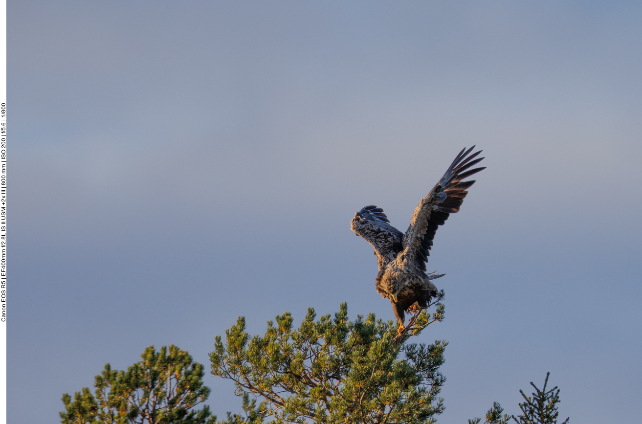 Weitere Adler landen