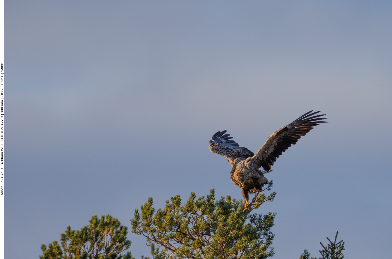 Das Landen auf den dünnen Zweigen ...