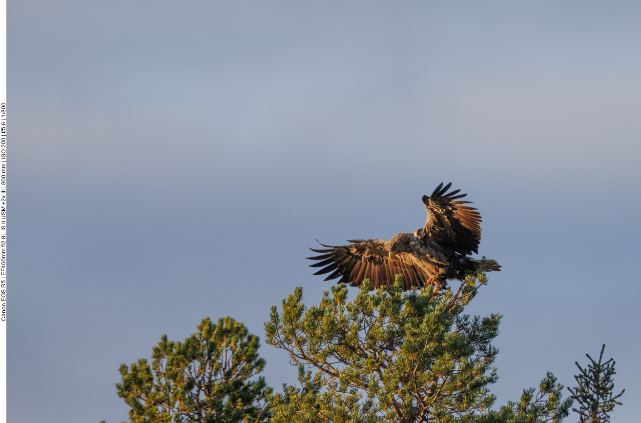 ... ist für die großen Vögel wohl doch nicht ganz einfach