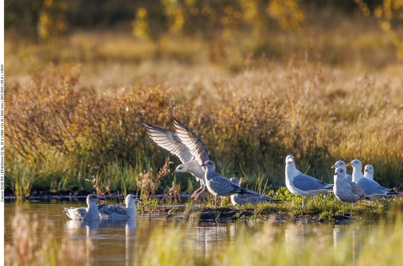Die Möwen sind auch noch da ...