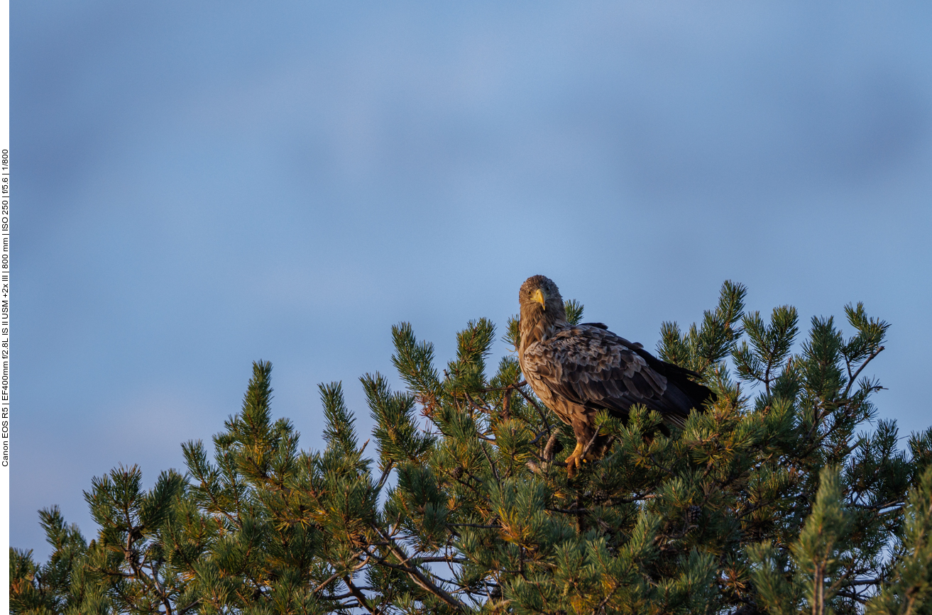 ... wird das Licht leider immer ungünstiger zum Fotografieren