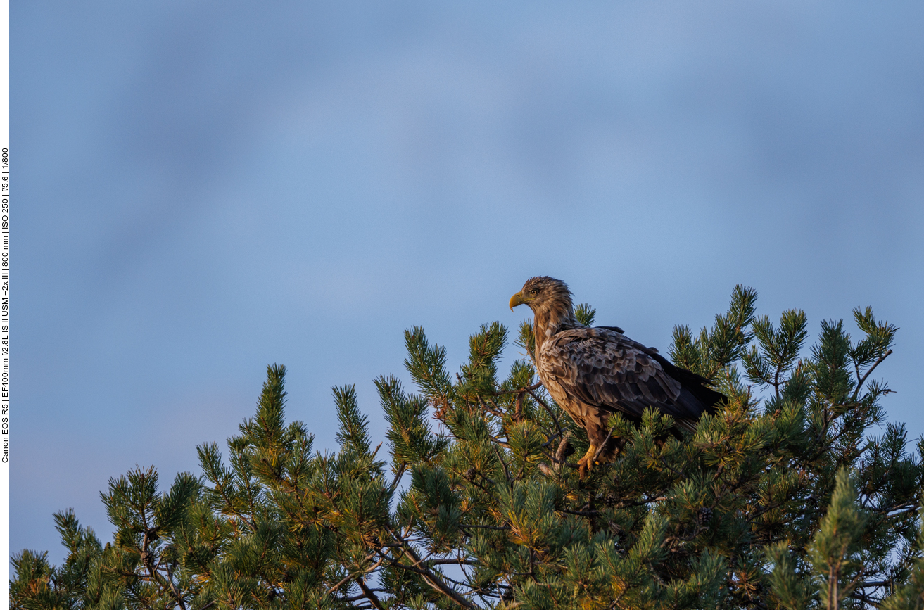 Einige Wipfel sind von Seeadlern besetzt ...