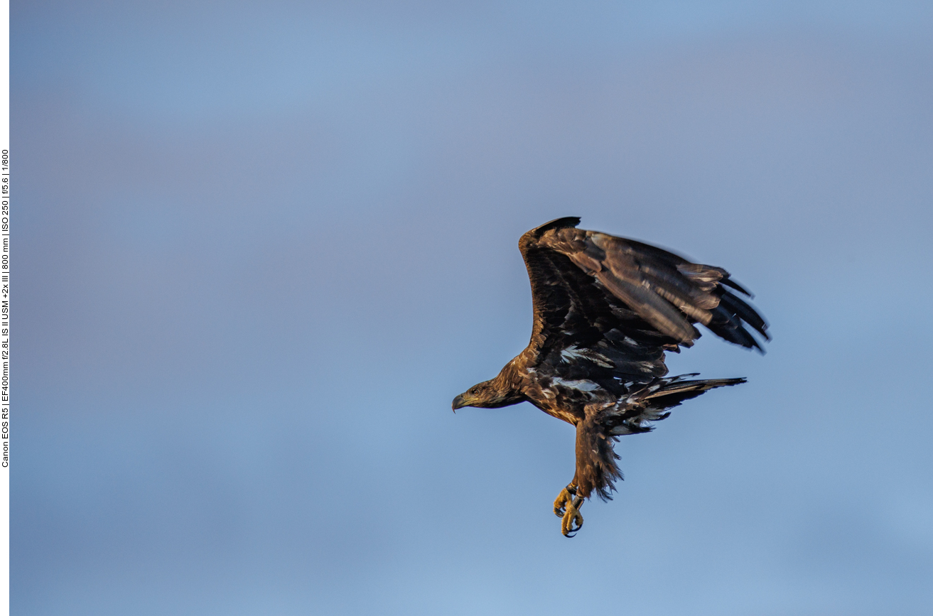 ... andere kreisen über der Moorfläche
