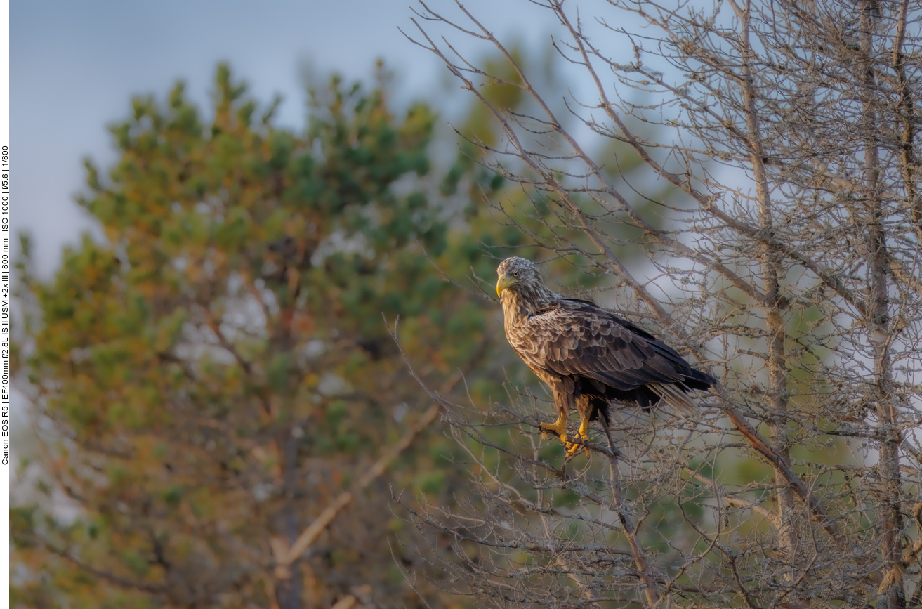 Noch einige Bilder von den Seeadlern