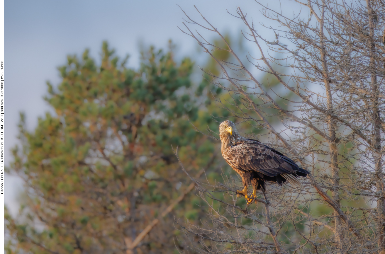 Noch einige Bilder von den Seeadlern
