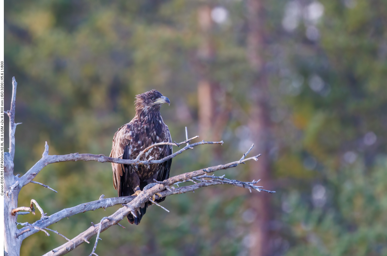 Schaut etwas grimmig drein