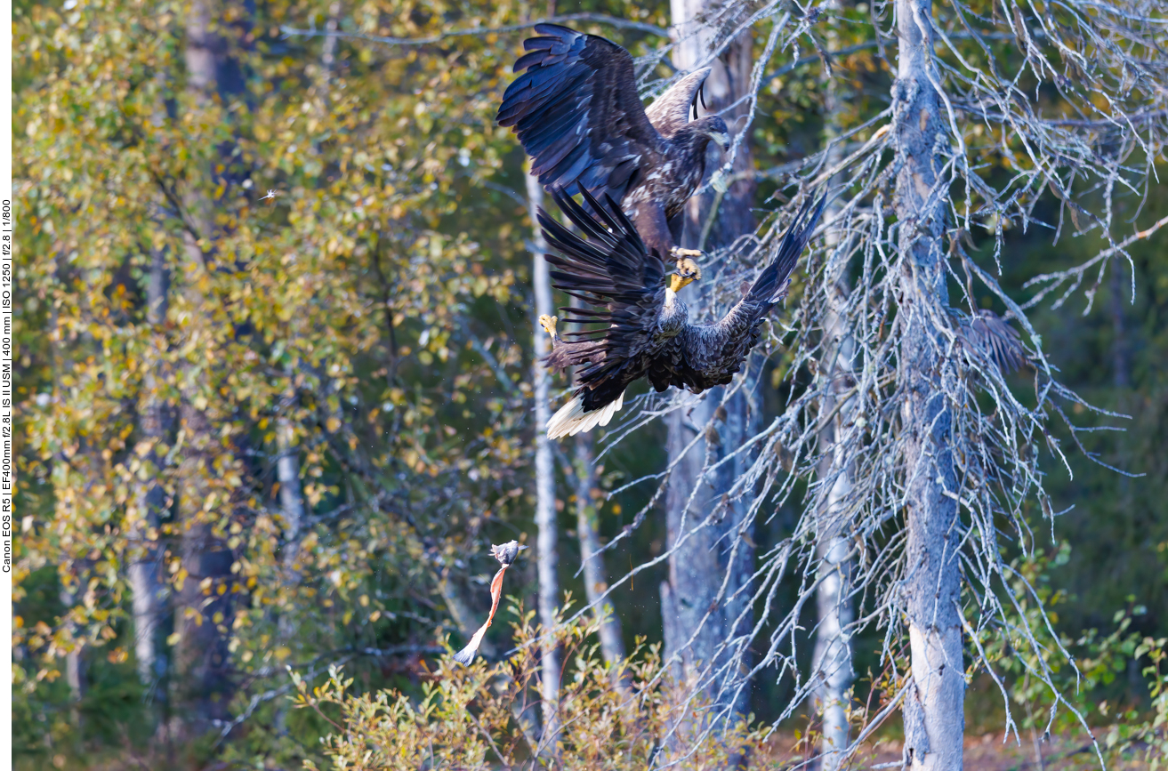 Wahrscheinlich ist Futterneid der Auslöser