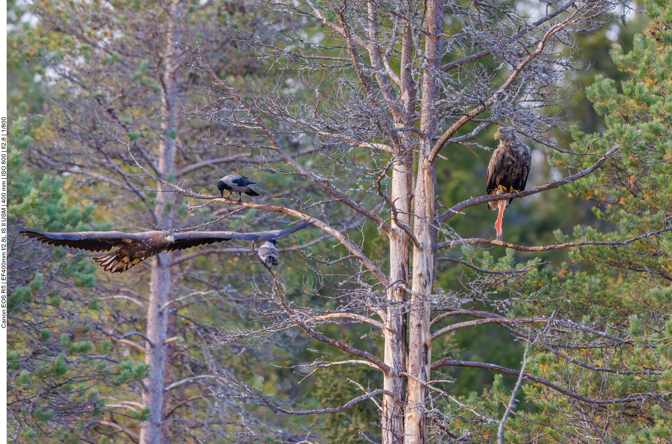 ... aber die anderen Adler sind der stärkere Feind