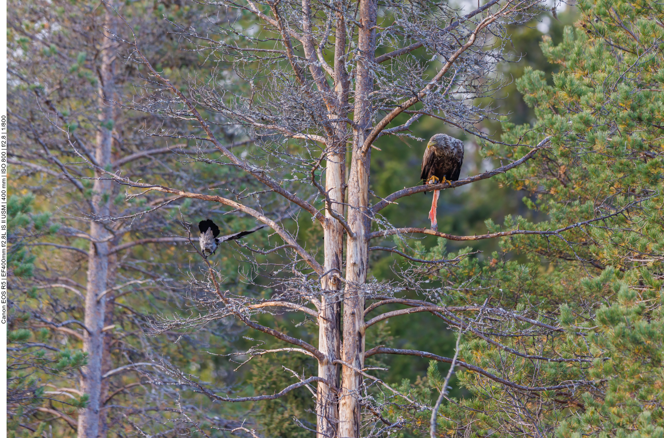 Die Nebelkrähen wollen auch etwas von der Beute abhaben ...