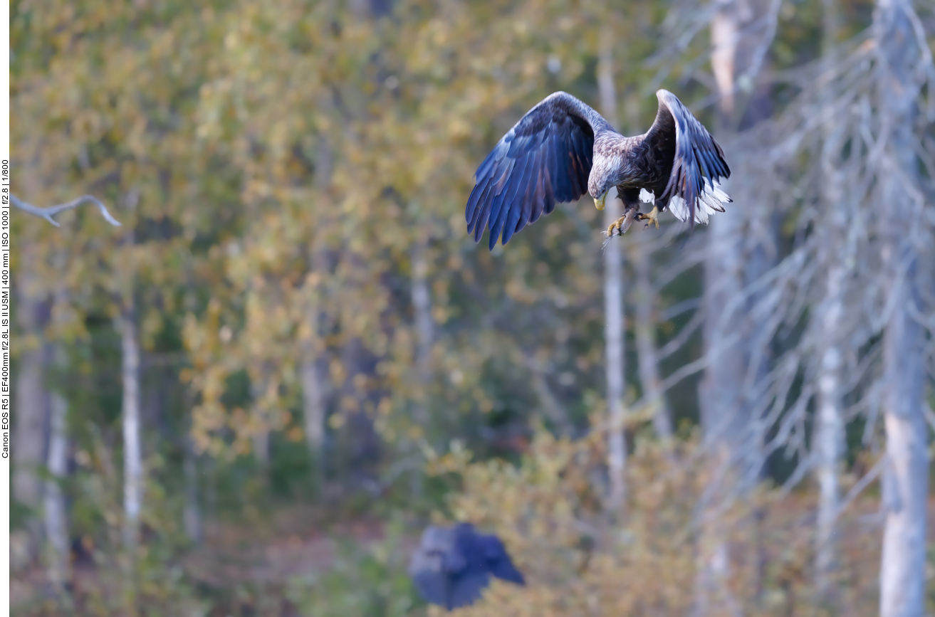 Das Gebalge um die Beute geht weiter