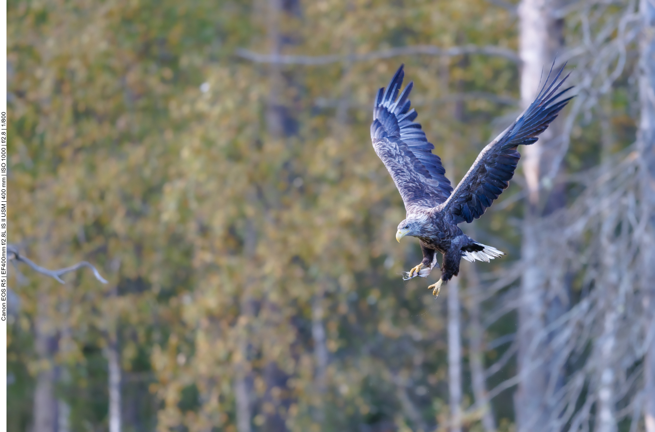 Er hat ein Stück Fisch ergattert ...