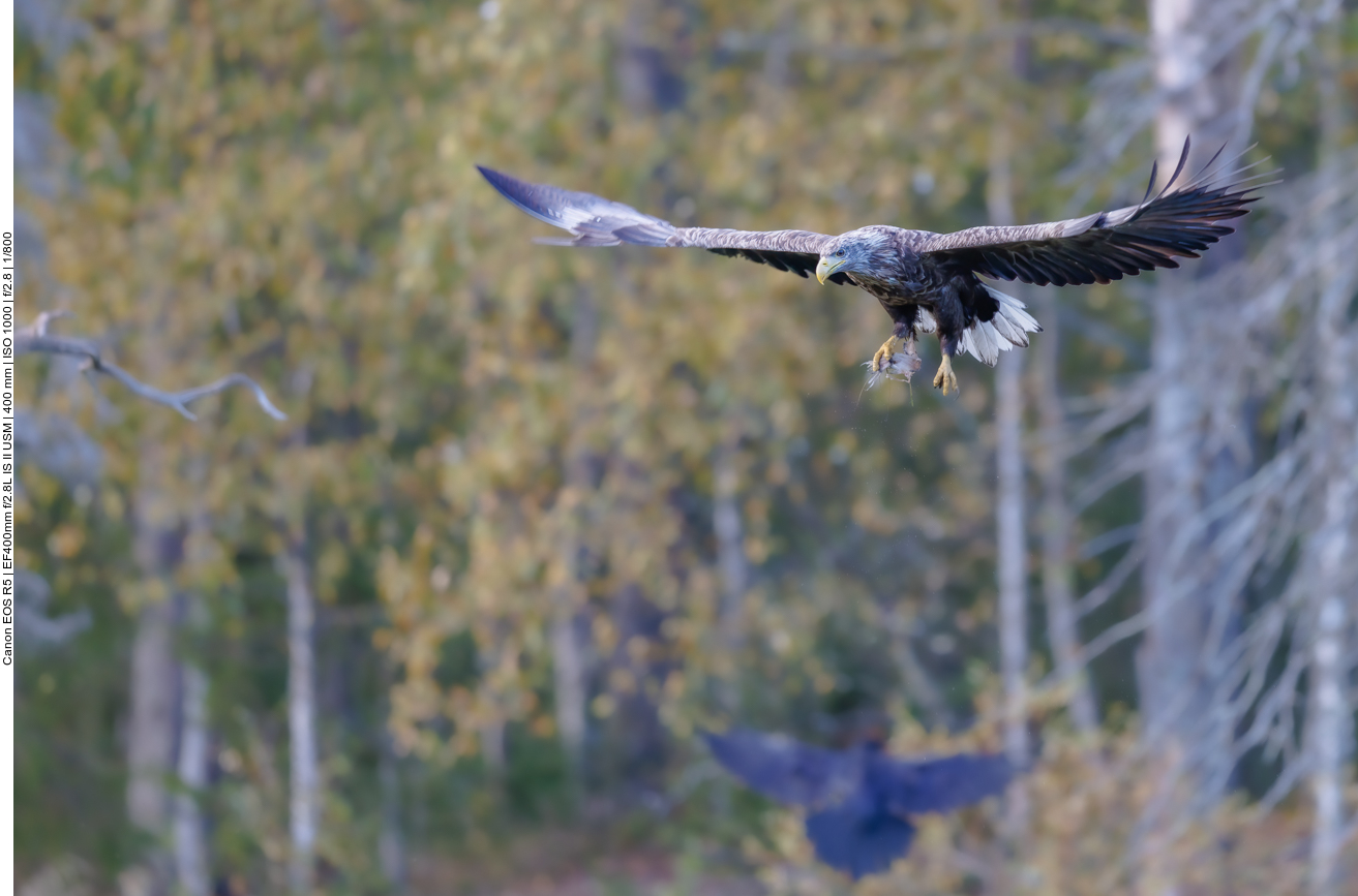 ... und sucht damit das Weite