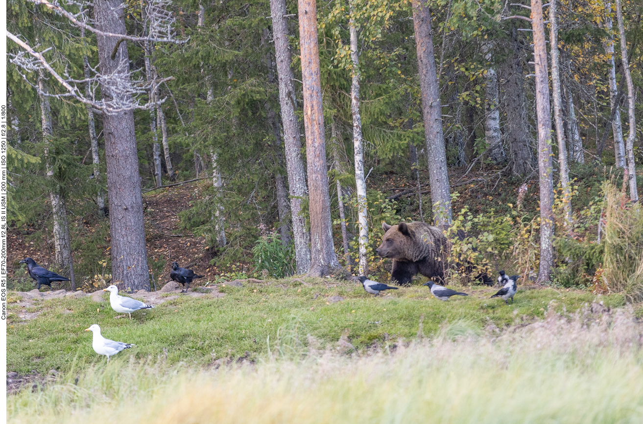Endlich taucht der erste Bär auf