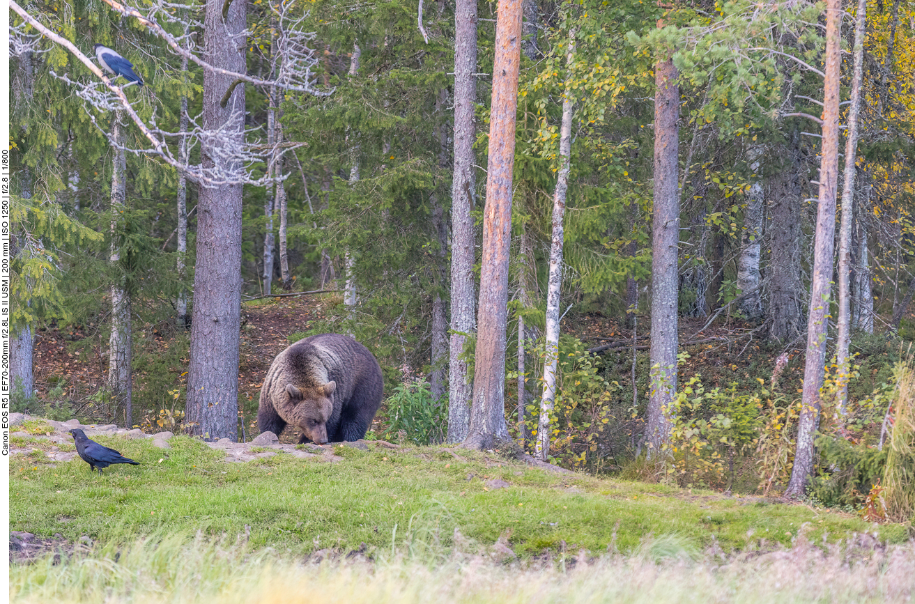 Schnüffelnd sucht er nach Fressbarem