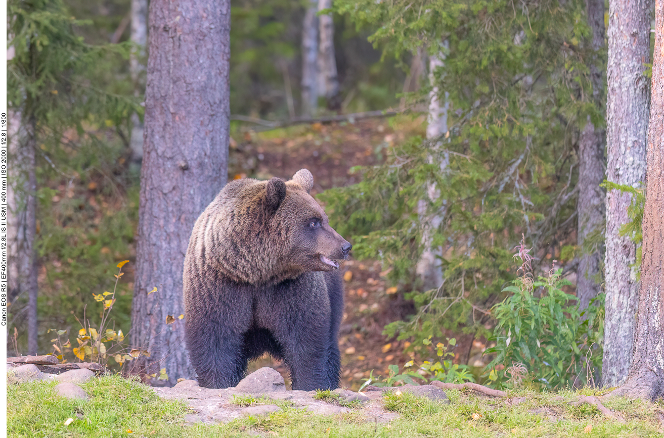 Er schaut sich aber immer wieder eher ängstlich um