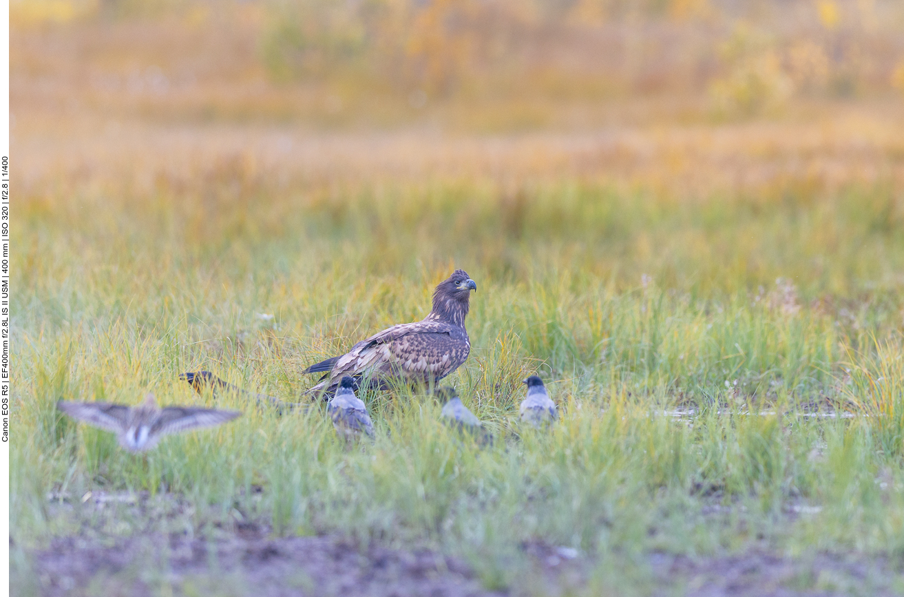 Währendessen versuchen Nebelkrähen den Adlern etwas Fisch wegzuschnappen