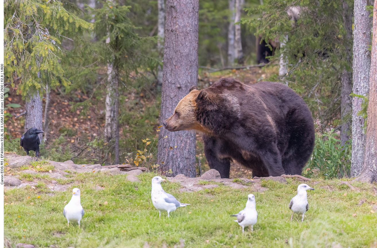 Plötzlich taucht ein riesiger Bär auf