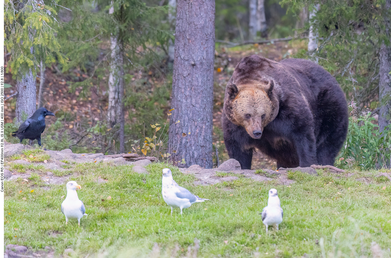 Deswegen war der erste Bär so verunsichert