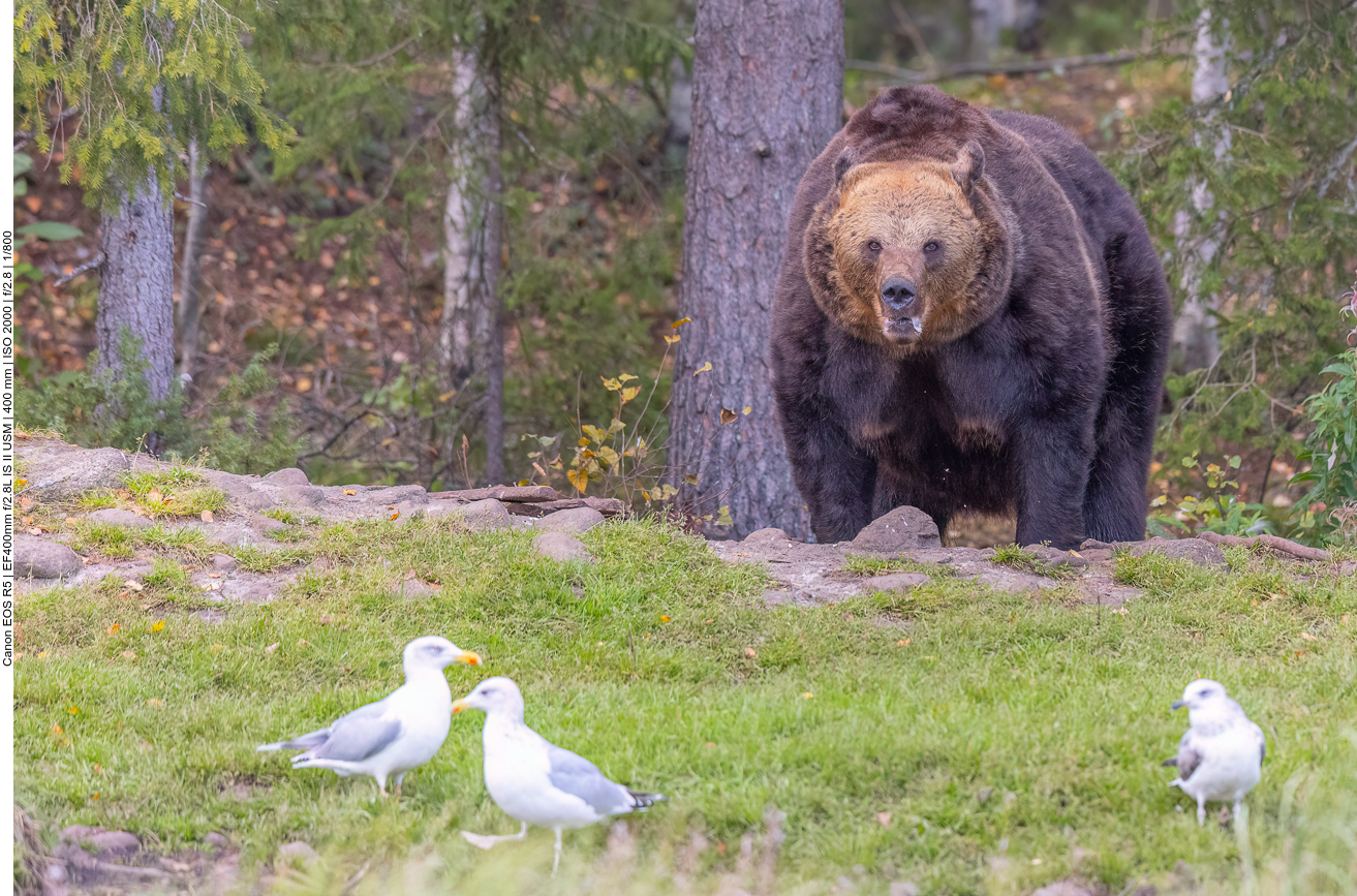 Der alte Haudegen sieht schon bedrohlich aus
