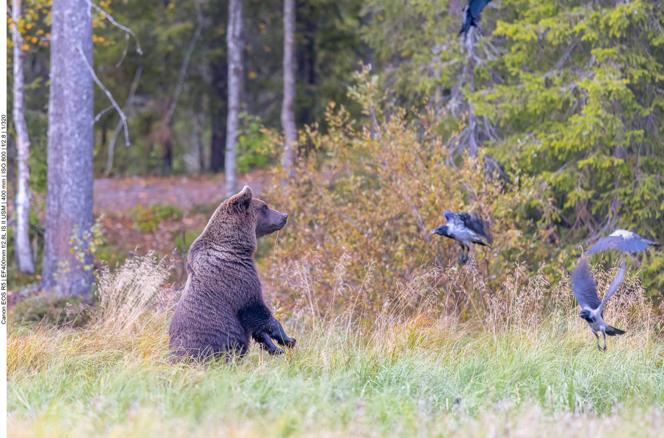 Vorsichtig lugt der Jüngere nach dem alten Bären