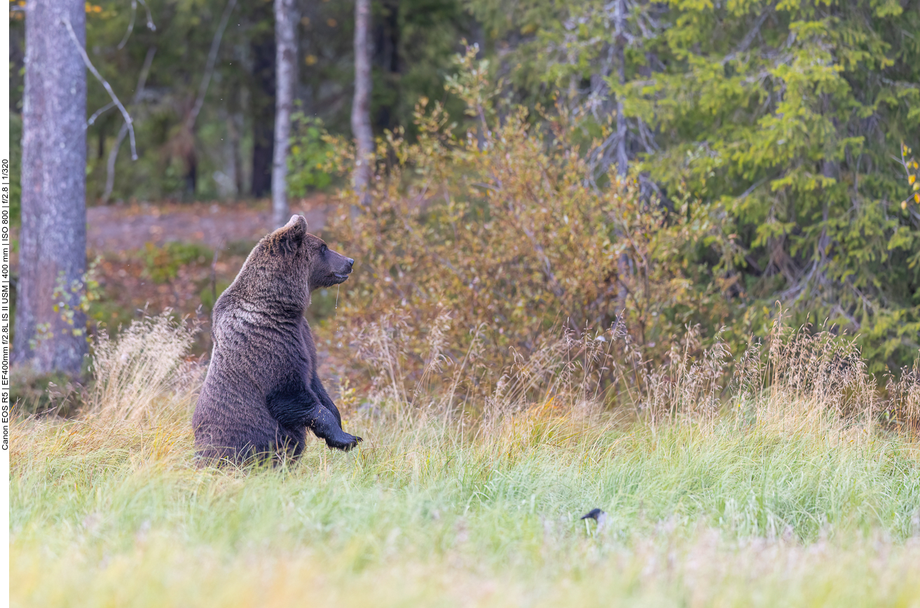 Ein Begegnung könnte für ihn gefährlich werden