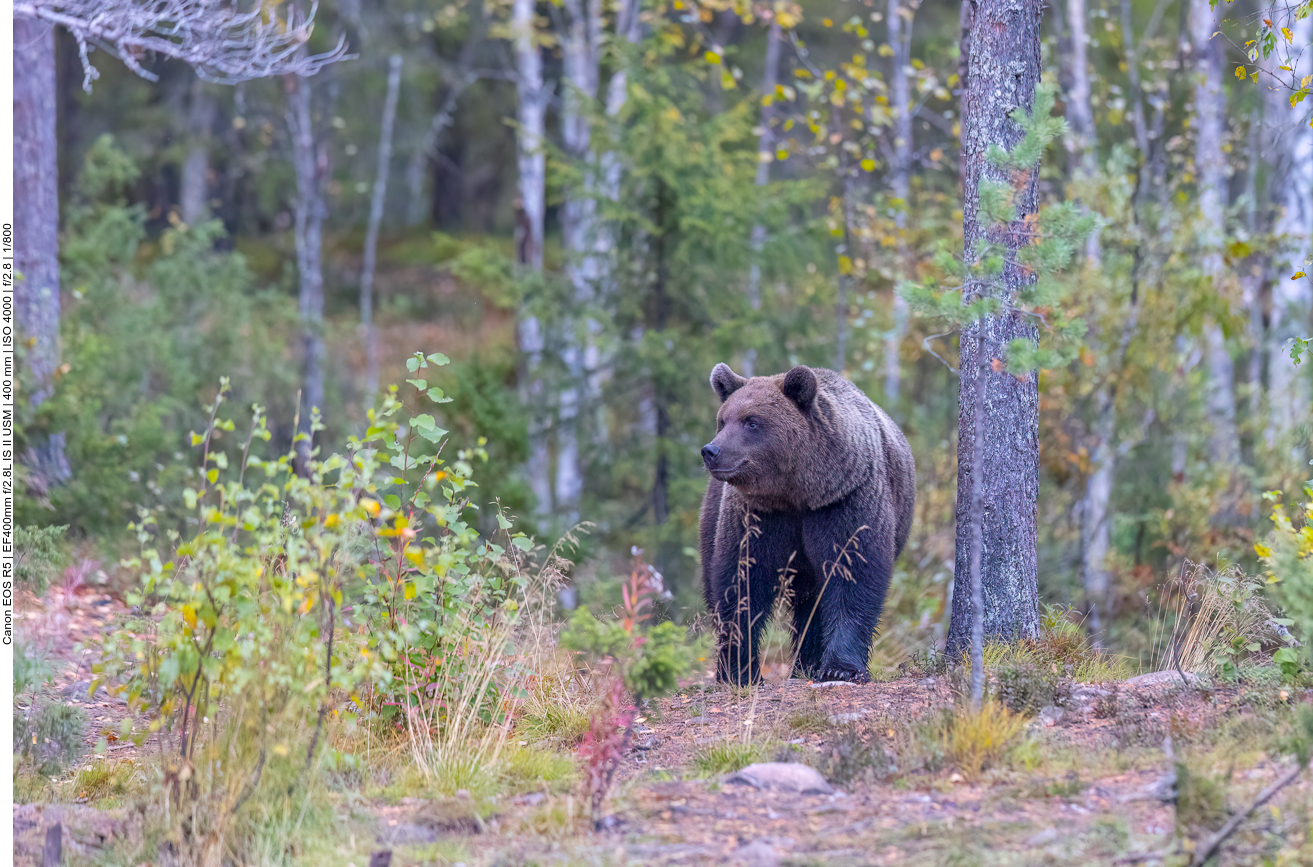 Nun versucht er an einer anderen Stelle etwas fressbares zu finden