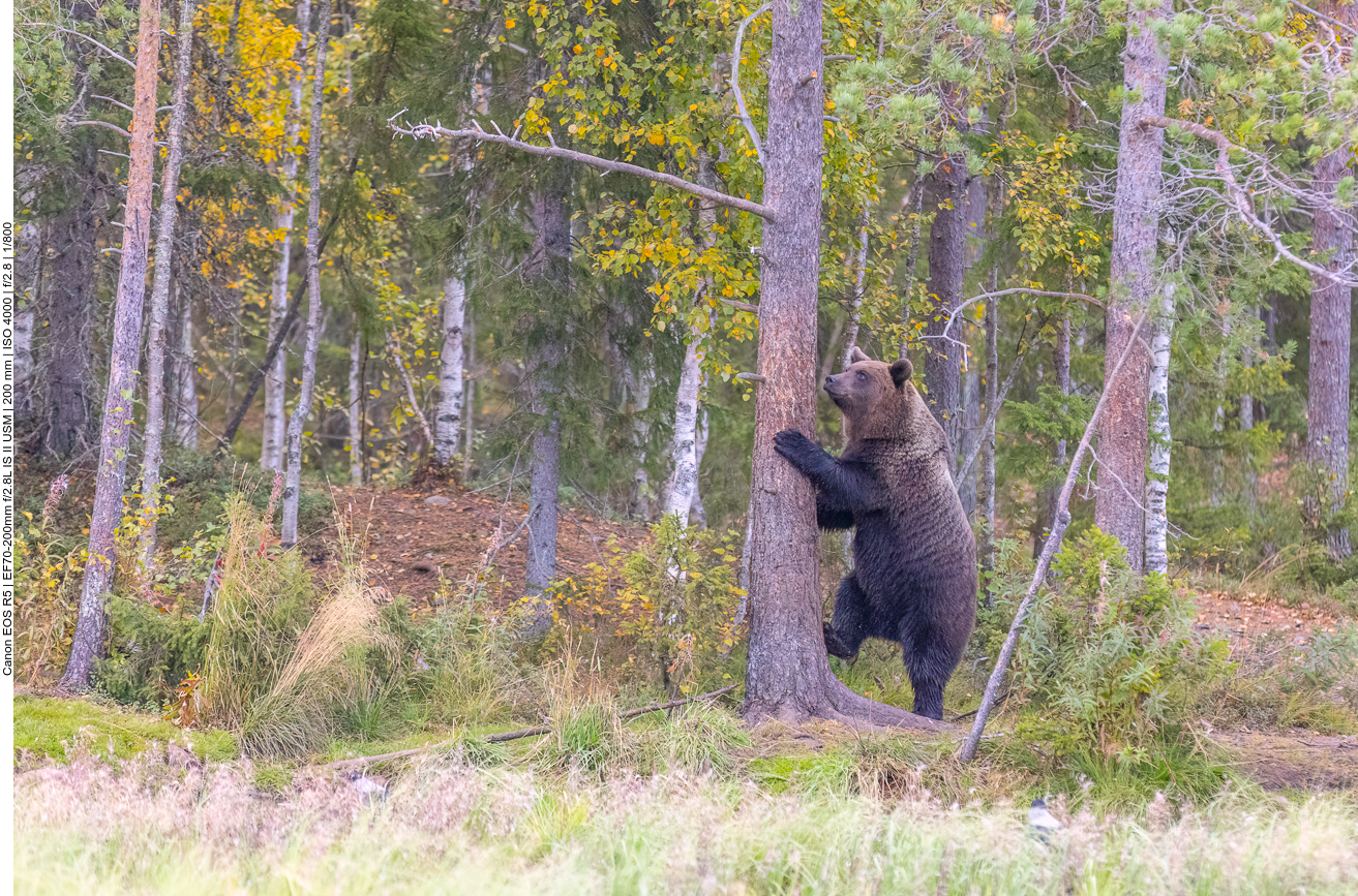 Ist vielleicht etwas am Baum zu finden?