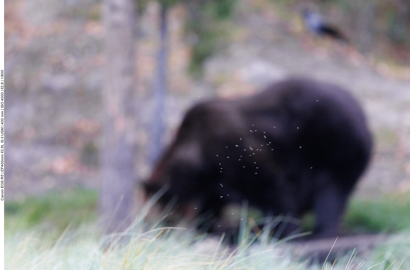 Die Bären sind von Mücken umschwärmt