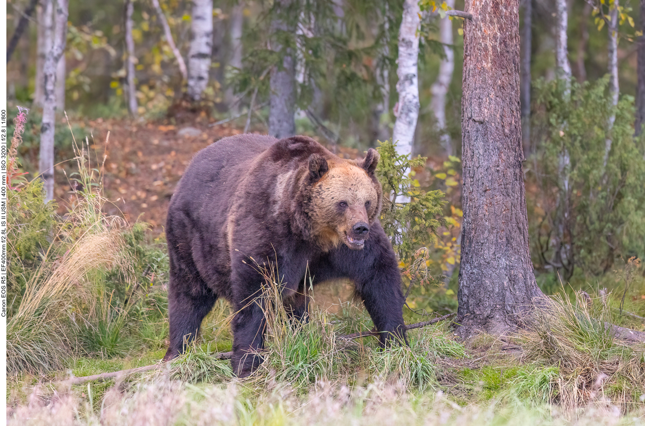 Bei dem stattlichen Kerl ...