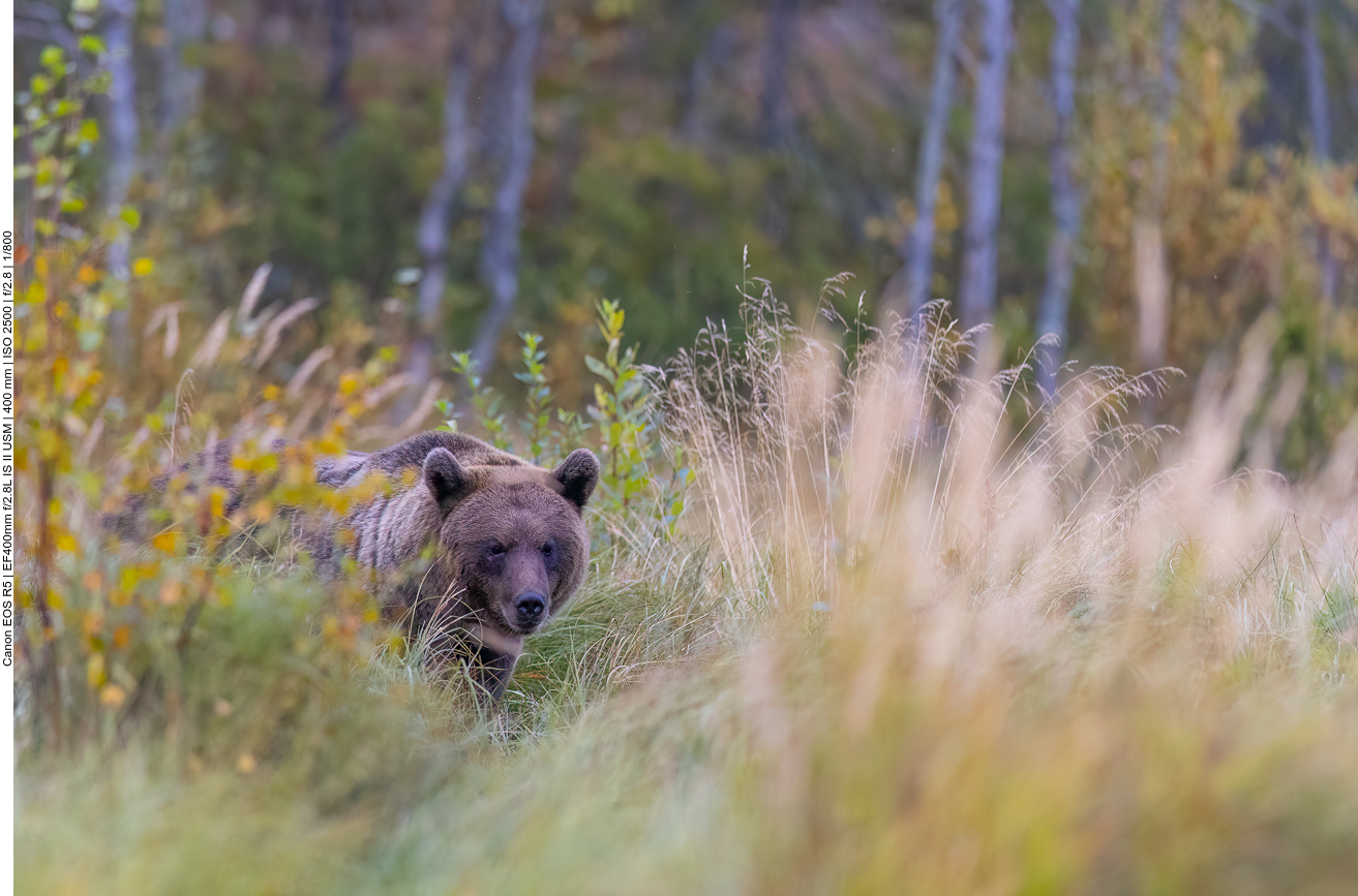 ... versteckt man sich lieber ein wenig