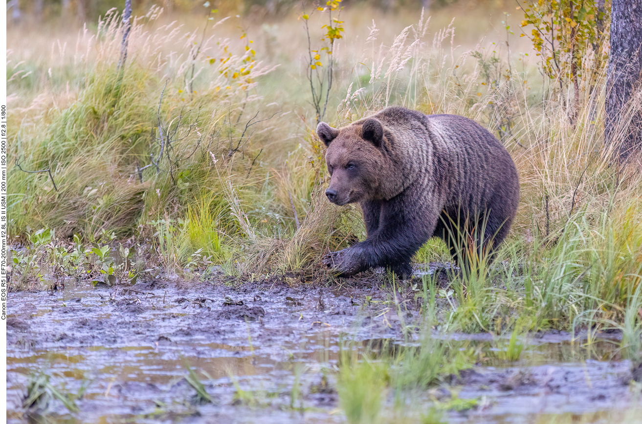 Ein dritter Bär taucht auf