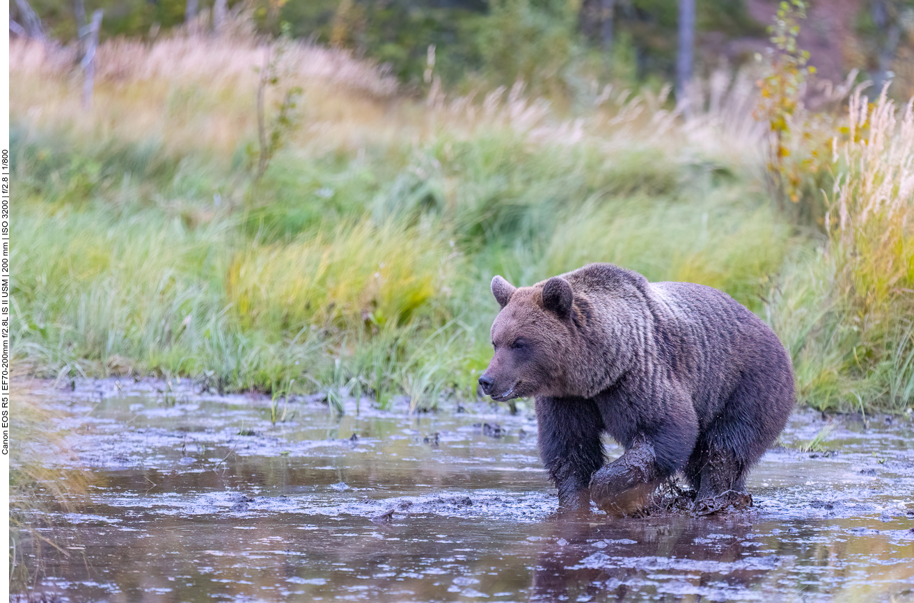 Er stapft durch den Morast und kommt uns ziemlich nahe