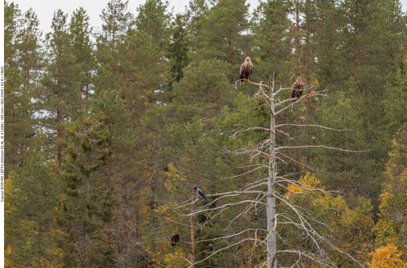 Adler und Krähen warten auf eventuelle Reste der Bären