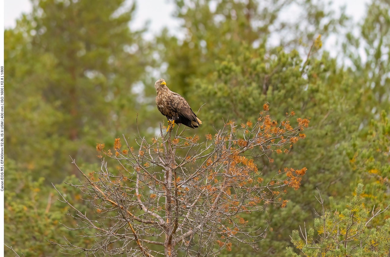 Adler bei der Aussicht ...