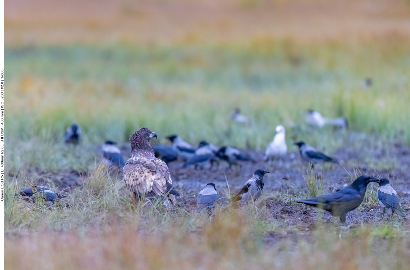 ... und vor Ort im Morast