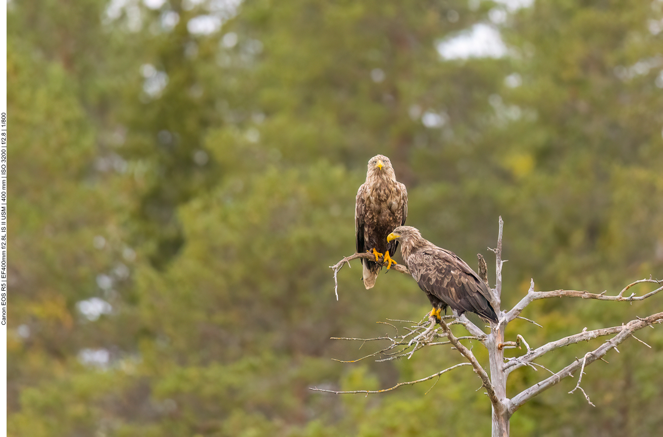 Vielleicht ist Abwarten auch eine Taktik