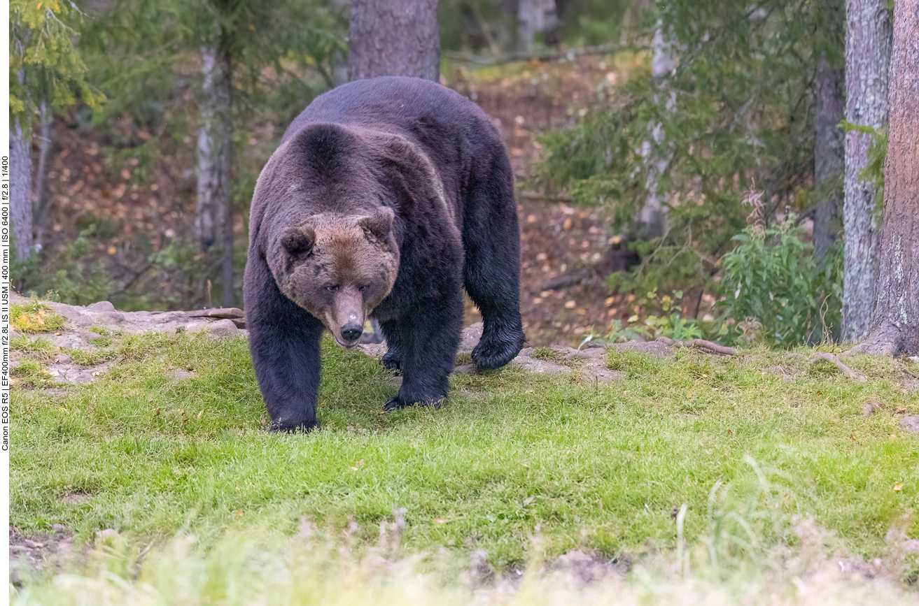 Der vierte Bär taucht auf
