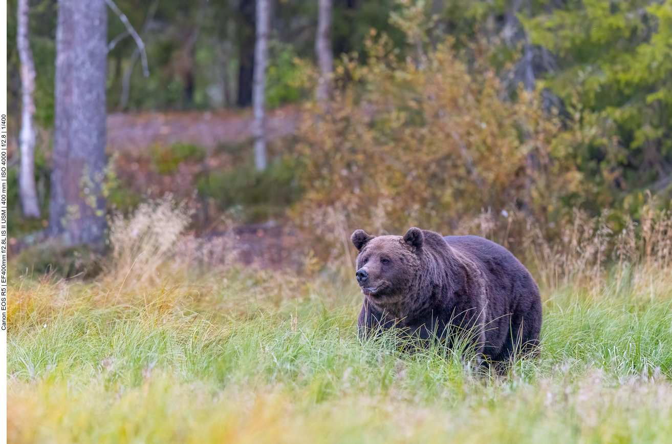 Auch er ist ein kräftiger Kerl und hat schon einige Blessuren davongetragen