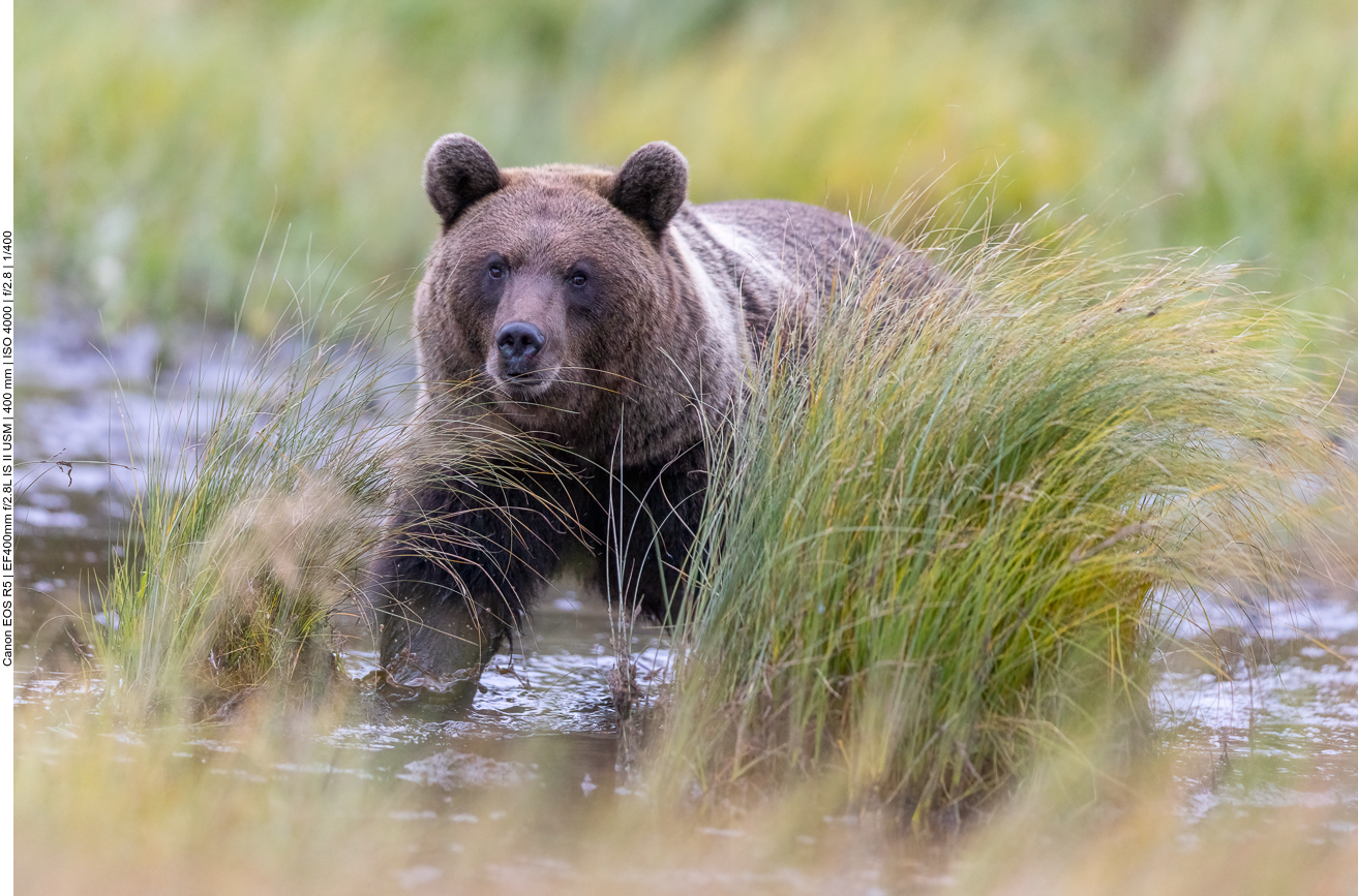 Insgeamt haben wir sechs Bären gezählt ...