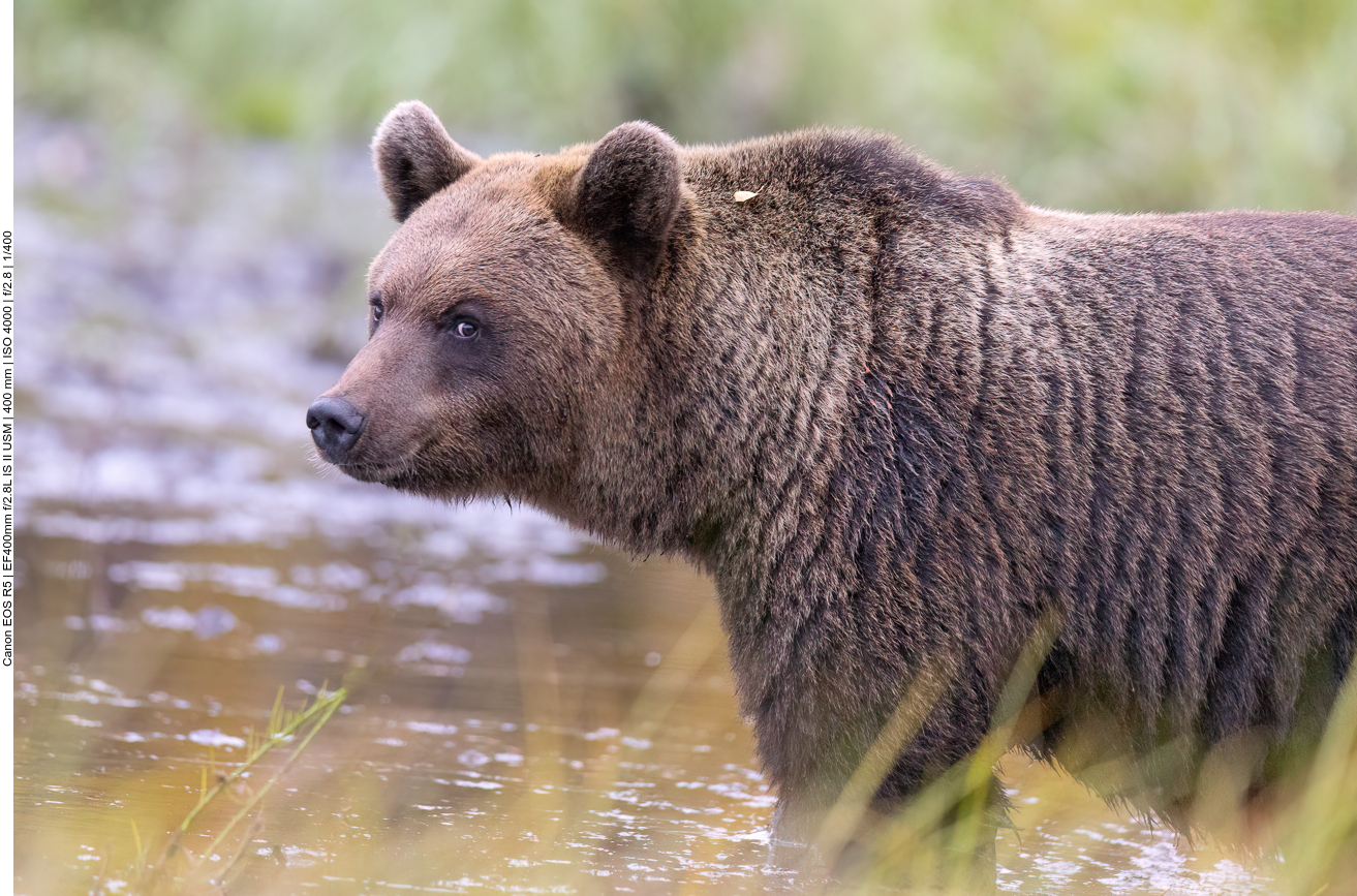 ... konnten sie jedoch nicht immer voneinander unterscheiden