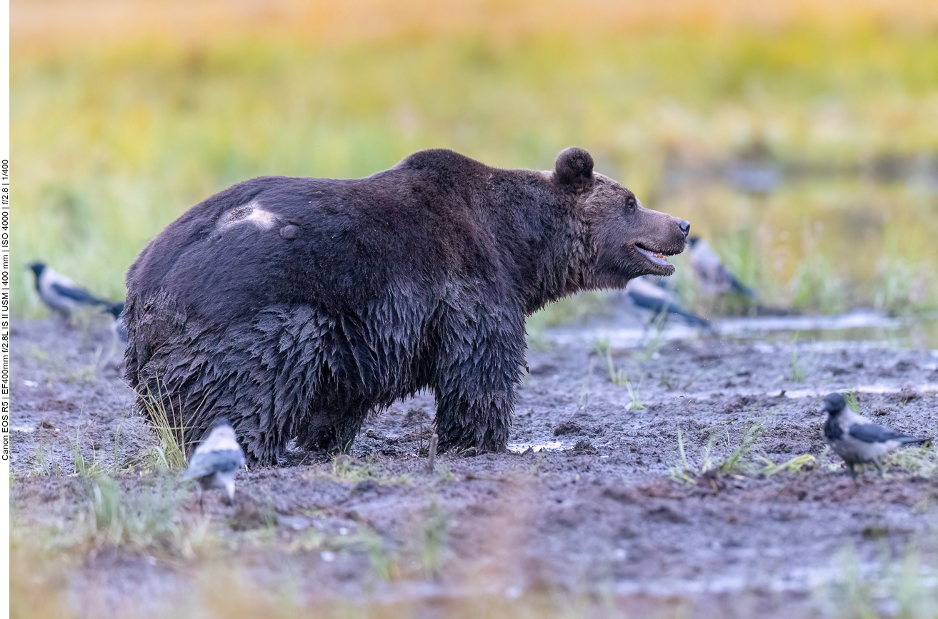 Dieser Bursche hatte mit seinen Narben jedoch eindeutige Merkmale
