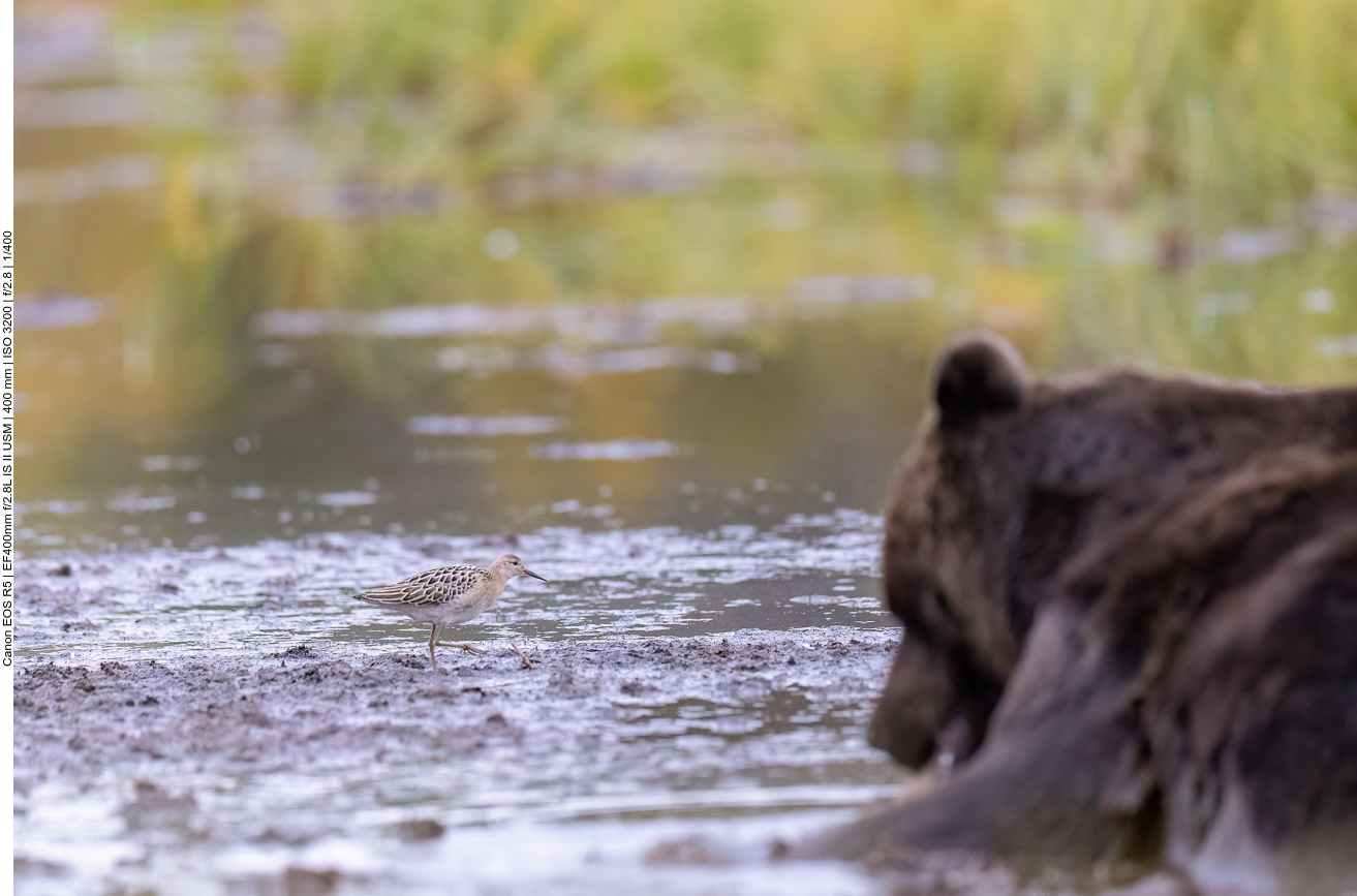 Die Limikole hat da keine Angst